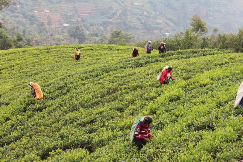 Gregory Lake in Nuwara Eliya